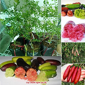 Cây chanh ngón tay thái lan, chanh ngón tay thái lan giống nhập khẩu quả dài, chất lượng