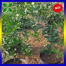 Mua CÂY CHÚC GIỐNG BẢY NÚI AN GIANG 1.5 NĂM TUỔI CAO KHOẢNG 70-80CM  PHÂN NHIỀU CÀNH  KHỎE MẠNH