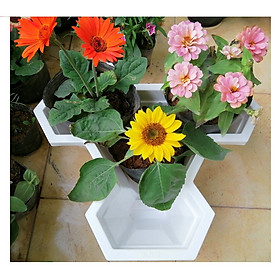 ComBo 5 Chậu Hoa Tầng Việt Nhật No.2232, Kích Thước 32x32x14Cm