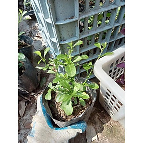 Mua Hoa Thanh xà - Bầu nhỏ Hoa xanh