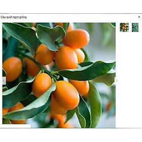 Mua Sản phẩm Cây Ăn Trái cây giống quất ngọt