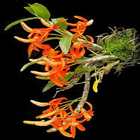 Hoa lan hoàng thảo đơn cam