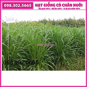 Hạt giống cỏ chăn nuôi Mulato II - 100g