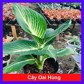 Mua Cây Oai Hùng - Cây cảnh văn phòng + Tặng phân bón cho cây