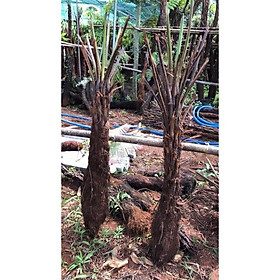 DƯƠNG XỈ CỔ ĐẠI