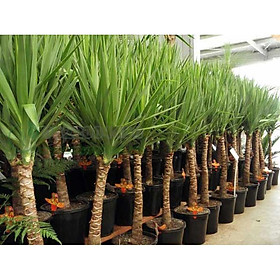 Mua CHẬU CÂY PHÁT TÀI NÚI SIÊU ĐẸP  MANG LẠI MAY MẮN- VƯỢNG PHONG THỦY CHO GIA CHỦ -