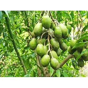 Mua Cây có thái  cây cóc thái đang quả giá rẻ  gửi như hình