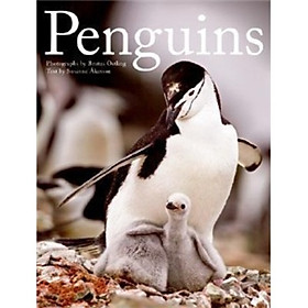 Penguins