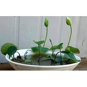 Mua Củ Sen  Jinse