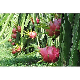 Cây thanh long ruột trắng giống sai quả dễ trồng