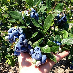 Mua Cây việt quất NHANH SIÊU QUẢ CHUẨN GIỐNG