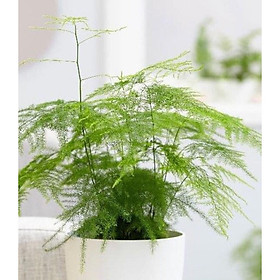 Cây để bàn thủy tùng