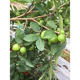 cây giống Ổi Găng Đông Dư ( siêu mau trái)