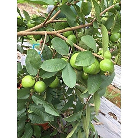 Mua cây giống Ổi Găng Đông Dư ( siêu mau trái)