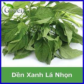 Mua Hạt Giống Rau Dền Xanh Lá Nhọn - Gói 20gam