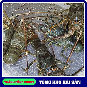 Tôm hùm xanh sống size 300-500gr giao hàng ngay