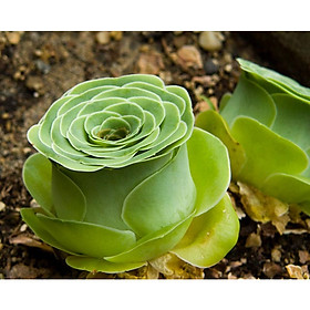Mua Bộ 1 gói hạt giống Sen Đá hoa hồng
