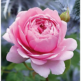 Mua hoa Hồng soeur cao 80-100 cm