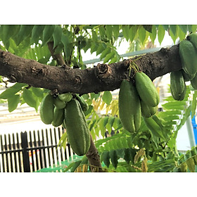 Mua Hạt giống khế tàu