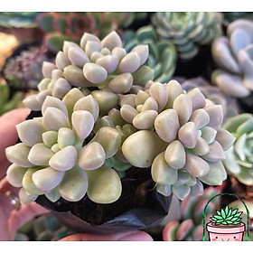 Mua SEN ĐÁ KIM TUYẾN SIZE BẦU