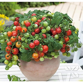 Mua Hạt giống cà chua cà chua bi lùn đỏ dể trồng f1-gói 20 hạt-tặng kèm gói phân bón lót
