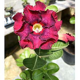 Hạt giống hoa sứ kép nhiều tầng màu đỏ sẫm giống Ấn Độ - Bịch 10 hạt – Mã số 1777