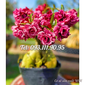 Mua Hạt giống hoa sứ ghép Thái Lan đỏ tím - Bịch 10 hạt – Mã số 1242