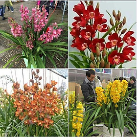 Mua Combo 4 củ hoa địa lan santo nhiều màu ( đỏ vàng xanh hồng )