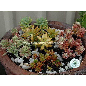 1GR 10K.HẠT Hạt Giống Sen Đá Sedum Chịu Hạn Europe Mix (| B20*V42)
