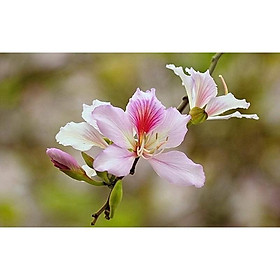COMBO 10 CÂY GIỐNG HOA BAN TÍM VÀ TRẮNG SIÊU ĐẸP