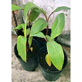 Mua GIỐNG CHUỐI ĐỎ DACCA TRỒNG KINH TẾ