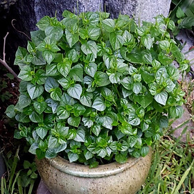 Mua HẠT GIỐNG RAU CÀNG CUA F1