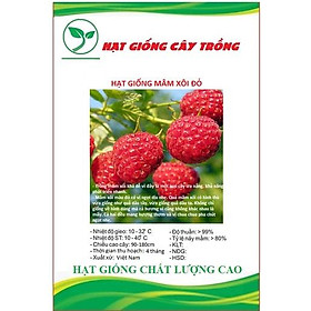Hạt giống quả mâm xôi đỏ (Phúc bồn tử) CT298 - Gói 30 hạt