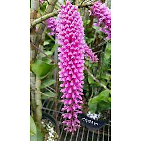 Mua lan báo hỷ 200g đã xuống lá