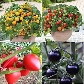Bộ 4 gói cà chua đủ màu ( cà chua đen + cà chua bi chùm đỏ + cà chua lùn vàng + cà chua trái tim )