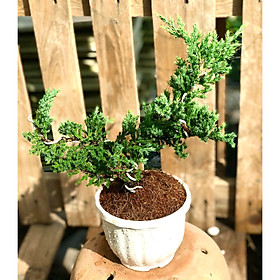 Hình ảnh Cây Ngoạ Tùng dáng bonsai