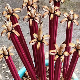  Set 2 Tép Nhang ( 18 Cây )Nhang Nở Hoa 5 Cánh Thần Tài Gia Tiên Phật Mang Ý Nghĩa Ngũ Phúc