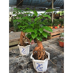 Mua Cây hạnh phúc bonsai