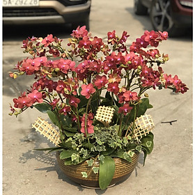 Chậu hoa Lan Hồ Điệp Đà Lạt - Mẫu 54 - Đường kính 30 x cao 80 cm - Mầu Đỏ - Chậu hoa, cây cảnh tặng khai trương, tân gia