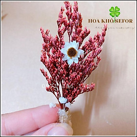Mua Bó hoa sao khô mini ️Bó hoa khô mini trang trí  decor chụp ảnh