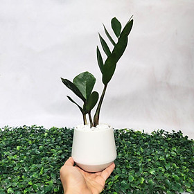 Cây kim tiền mini, cau tiểu trâm, mini kèm chậu sứ đẹp, cây để bàn mini xinh xắn, mang may mắn và tài lộc