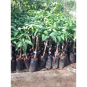 Cây Xoài Tím Thái - Cây Ăn Quả - H2O Farm + Tặng 01 cây dâu da đất