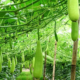 Mua Hạt giống bầu xị