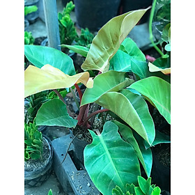 Cây trầu bà đế vương để bàn vườn xanh 24h