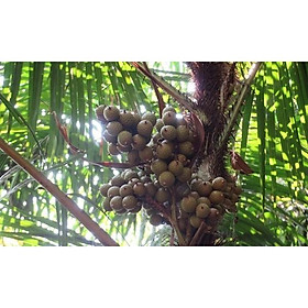 Mua cây giống MÂY RỪNG  CÂY PHÁT TRIỂN  NHANH SỚM thu dây  bán quả siêu kinh tế