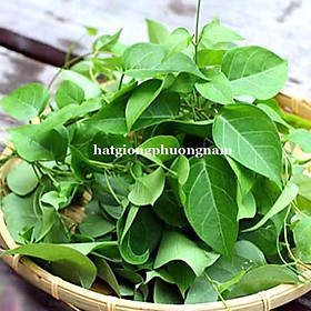 Mua 20H - HẠT GIỐNG LÁ GIANG