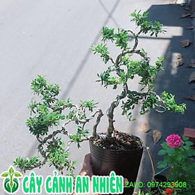 Cây Linh Sam Bonsai