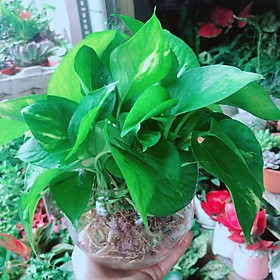 Mua Chậu Trầu Bà Thái Thuỷ Sinh