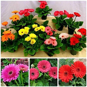 Mua COMBO 5 CHẬU HOA ĐỒNG TIỀN LÙN HÀ LAN SIÊU ĐẸP ĐỦ MẶT HOA