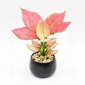 Mua CHẬU CÂY VẠN LỘC VẠN NIÊN SẮC ĐỎ- CÂY PHONG THỦY ĐỂ BÀN VƯỢNG TÀI LỘC